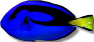 Palette surgeonfish — Vibrant Paracanthurus Hepatus Surgeon Fish for UK - view 5