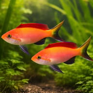 Illustrative two-fish Dispar Anthias (Nemanthias dispar) planted aquarium scene — representative image - view 2