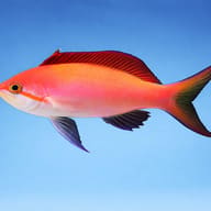 Illustrative Dispar Anthias (Nemanthias dispar) side-view aquarium scene — representative image - view 3