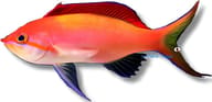 Peach Fairy Basslet (Pseudanthias dispar) supplier reference image - view 5