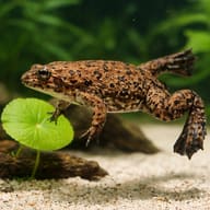 Volcano clawed frog — close view showing fin and scale detail — representative image - view 4