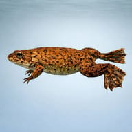 Volcano clawed frog — side profile on a plain background — representative image - view 3