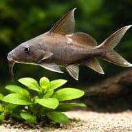 Wahrindi (Synodontis schall) — close view showing fin and scale detail — representative image - view 4