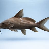 Wahrindi (Synodontis schall) — side profile on a plain background — representative image - view 3