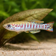 Walker's Killifish — close view showing fin and scale detail — representative image - view 4