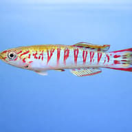Walker's Killifish — side profile on a plain background — representative image - view 3
