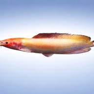 Albino Walking Catfish (Clarias batrachus) side view with barbels and long dorsal fin — representative image - view 3