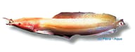 Albino Walking Catfish (Clarias batrachus) verified - view 5