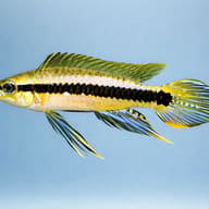 Weise's Dwarf Cichlid — side profile on a plain background — representative image - view 3