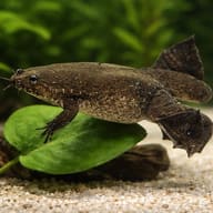 Western Clawed Frog (Xenopus tropicalis) with plants showing scale — representative image - view 4