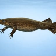 Western Clawed Frog (Xenopus tropicalis) side profile in clean aquarium view — representative image - view 3