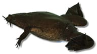 Western Clawed Frog (Xenopus tropicalis) - view 5