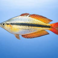 Western Rainbowfish (Melanotaenia australis) side profile showing dark lateral stripe and red-orange fins - view 3