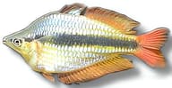 Western Rainbowfish (Melanotaenia australis) - view 5