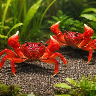 Wetland Crab — pair in a planted aquarium — representative image - view 2