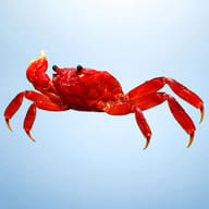 Wetland Crab — side profile on a plain background — representative image - view 3