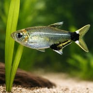White-Spot Tetra side profile with clear tail marking — representative image - view 4
