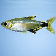 White-Spot Tetra size reference beside aquarium plants — representative image - view 3