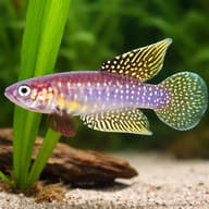 White's Cynolebias / Rio Pearlfish — White's Cynolebias scale and plant reference view - view 4