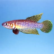 White's Cynolebias / Rio Pearlfish — White's Cynolebias side profile showing pearly markings - view 3