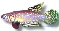 White's Cynolebias / Rio Pearlfish, Nematolebias whitei - view 5