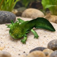Wild type green axolotl with black speckles and feathery gills resting on fine pale sand between smooth stones - view 1