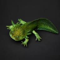 Wild type green axolotl seen from above on a dark background, showing its speckled olive-green skin, gills and finned tail - view 2