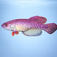 Wolterstorff's Pearl Killifish side profile and body shape - view 3