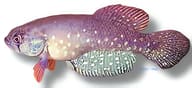 Wolterstorff's Pearl, Megalebias wolterstorffi - view 5