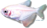 Gold Widow Tetra (Gymnocorymbus ternetzi) - gold albino schooling tetra - view 5