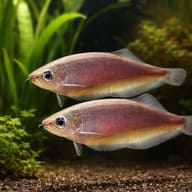 Xenomystus nigri — pair in a planted aquarium — representative image - view 2
