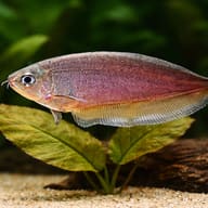Xenomystus nigri — close view showing fin and scale detail — representative image - view 4