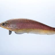 Xenomystus nigri — side profile on a plain background — representative image - view 3