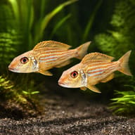 Xenotilapia ochrogenys \"ndole\" 4 — pair in a planted aquarium — representative image - view 2
