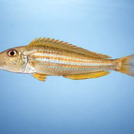 Xenotilapia ochrogenys \"ndole\" 4 — side profile on a plain background — representative image - view 3