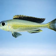 Xenotilapia ornatipinis 4 — side profile on a plain background — representative image - view 3