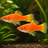 Wien Swordtail Fish pair in a planted aquarium — representative image - view 2