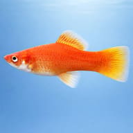 Wien Swordtail Fish side profile on a plain background — representative image - view 3