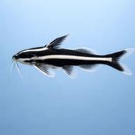 Humbug Catfish, Striped Rap — Xiphophorus Maculatus — Catfish cory pleco — side profile on a plain background - view 3