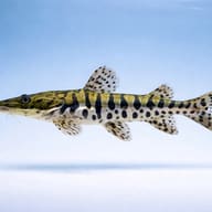 Side view of a barred and spotted Pseudoplatystoma fasciatum catfish against pale blue - view 3