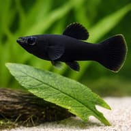 Black Molly — Xiphophorus Maculatus — Molly UK — close view showing fin and scale detail — representative image - view 4