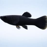 Black Molly — Xiphophorus Maculatus — Molly UK — side profile on a plain background — representative image - view 3