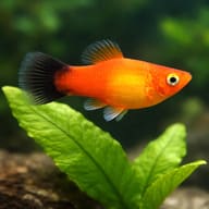 Assorted Platy Fish — Illustrative orange platy with a dark tail beside a broad-leaved aquarium plant — representative image - view 4