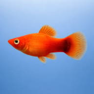 Assorted Platy Fish — Illustrative side view of an orange platy against a pale blue background — representative image - view 3