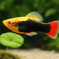 Gold-headed platy with a black body and red tail swimming beside a round green leaf over sand - view 4