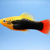 Side profile on a blue background showing the black scaled flank, orange head and red tail fin - view 3