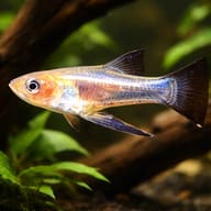 Yellow Belly, Sickle Girard (Girardinus falcatus) — representative image - view 1