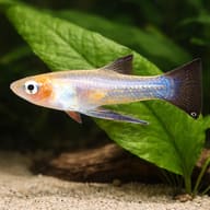 Yellow Belly, Sickle Girard (Girardinus falcatus) — close view showing fin and scale detail — representative image - view 4