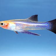 Yellow Belly, Sickle Girard (Girardinus falcatus) — side profile on a plain background — representative image - view 3