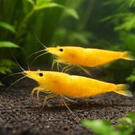 Yellow Fire Shrimp (Neocaridina davidi) — pair in a planted aquarium — representative image - view 2